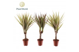 Dracaena marginata Tiny Tummy Dracaena Magenta & Bicolor mix 1 pp