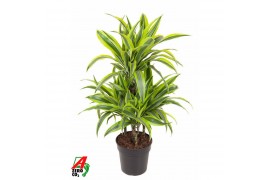 Dracaena fragr. der. lemon lime Dracaena Lemon Lime 45-carrousel4 pp