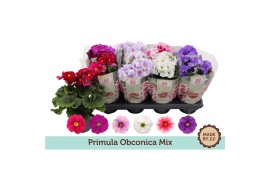 Primula obconica touch me mix Primula Obconica Mix3 tak/plnt