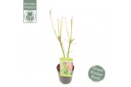 Acer palmatum Acer palm. Going Green®1 pp