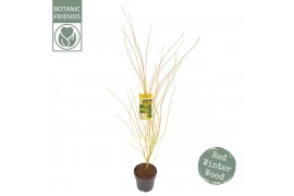 Acer palmatum Acer palm. Bi hoo