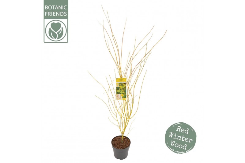 Acer palmatum Acer palm. Bi hoo 