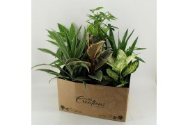 Kamerplanten mix in showdoos M-8 Mixplanten showdoos