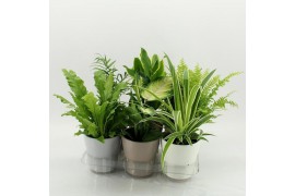 Kamerplanten mix K-3 Mixplanten in Keramiek