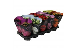 Kalanchoe roseflower mix Goodie DeLuxe