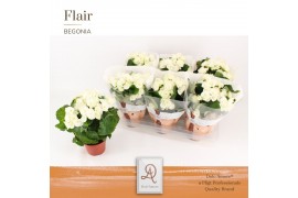 Begonia elatior hl. clara Begonia Clara P14 DolcAmore® Flair1 pp