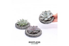 Arrangementen succulenten ROOTLESS Echeveria, Koala MINI bowl1 pp