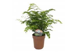 Adiantum fritz luthi Adiantum Fritz Luthi35 cm diameter