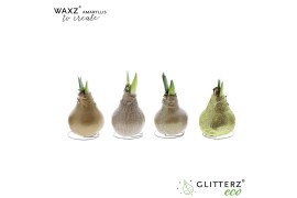 Hippeastrum gewaxt Waxz® to Create Gold1 tak/plnt
