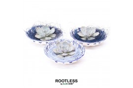 Arrangementen succulenten ROOTLESS Echeveria lilacina, Dutch Delft Blu