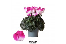 Cyclamen pers. midi indiaka Cyclamen Indiaka violet25 cm diameter paar