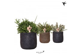 Rhipsalis mix Kolibri Greens Rhipsalis mix in Moon pot mix1 pp