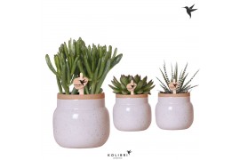 Succulenten mix Kolibri Greens Succulenten mix in Vintage Bowl pot whi