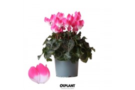 Cyclamen pers. midi indiaka Cyclamen Indiaka magenta25 cm diameter roz