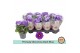 Primula obconica twilly touch me f1 dark blue Primula Obconica Dark Bl 