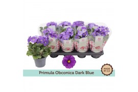 Primula obconica twilly touch me f1 dark blue Primula Obconica Dark Bl