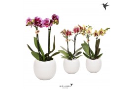 Phalaenopsis multiflora Kolibri Orchids Phalaenopsis Diamond mix 2 spi