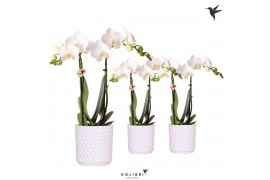 Phalaenopsis multiflora wit Kolibri Orchids Phalaenopsis white 2 spike