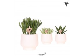 Succulenten mix Kolibri Greens Succulenten mix in Scandic pot white1 p