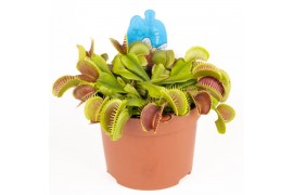 Dionaea muscipula