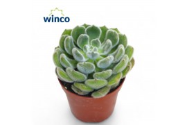 Echeveria setosa Echeveria Green Velvet1 bl.