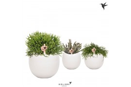 Rhipsalis mix Kolibri Greens Rhipsalis mix in Bowl pot1 pp