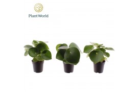 Peperomia polybotrya raindrop Peperomia Raindrop 7 cm 1 pp