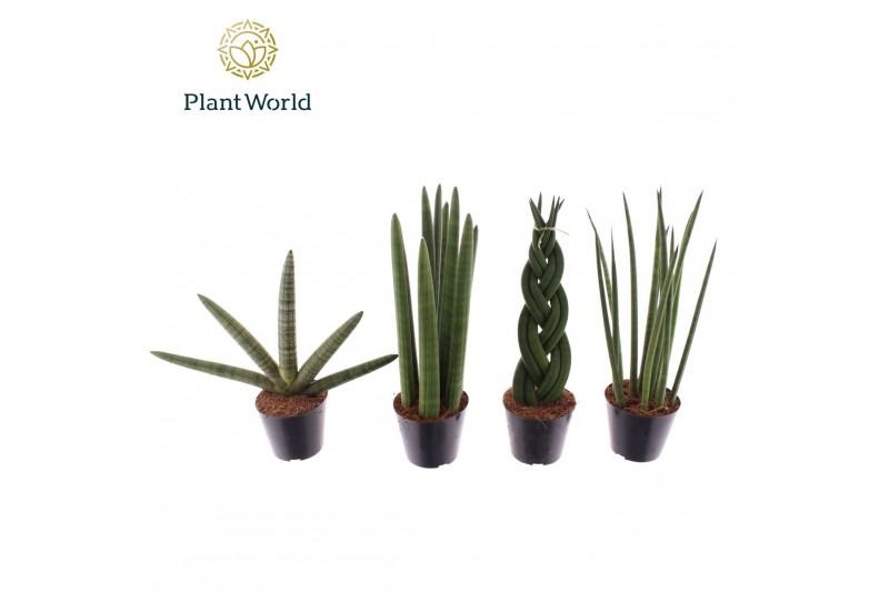 Sansevieria cylindrica Sansevieria mix P8.5 