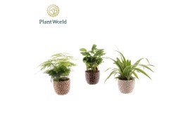 Kamerplanten mix Groen mix in pot Lizzy 1 pp