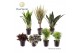 Kamerplanten mix Keen on Green New York mix 7 cm 1 pp 