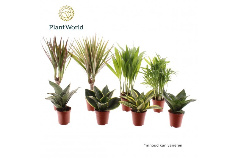 Kamerplanten mix Tiny Happy Family luxe mix 6-7 soorten 1 pp 