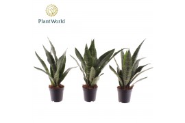 Sansevieria trifasciata black coral Sansevieria Black Coral 7 cm