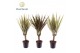 Dracaena mix 3 soorten Dracaena gemengd op stam 7 cm 1 pp 