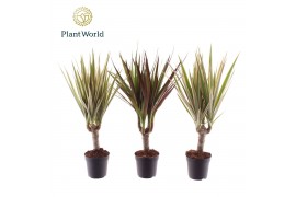 Dracaena mix 3 soorten Dracaena gemengd op stam 7 cm 1 pp