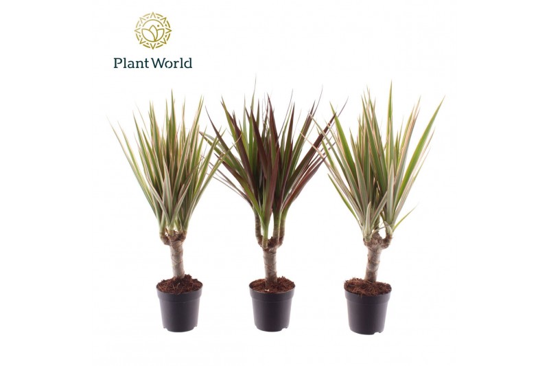 Dracaena mix 3 soorten Dracaena gemengd op stam 7 cm 1 pp 