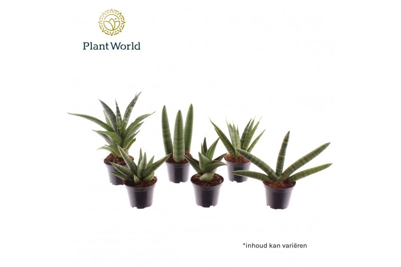 Sansevieria cylindrica Sansevieria luxe mix 7 cm 