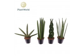 Sansevieria cylindrica Sansevieria mix P10,5