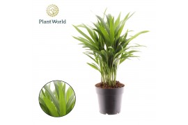 Dypsis lutescens Dypsis lutescens (Areca) 26 pp