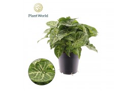 Syngonium Syngonium Arrow 1 pp