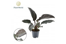 Philodendron imperial red Philodendron Imperial Red 1 pp