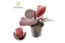 Philodendron Philodendron Cherry red 1 pp