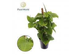 Philodendron Philodendron fibraecataphyllum Mosstok 3 pp