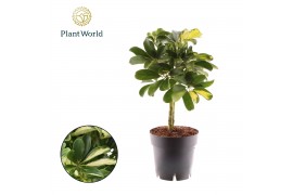 Schefflera arboricola gold capella Schefflera Gold Capella op stam 2 p