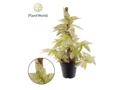 Pellionia repens Variegata Pellionia repens Variegata Mosstok 3 pp