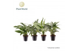 Aglaonema mix Aglaonema gemengd 2 pp
