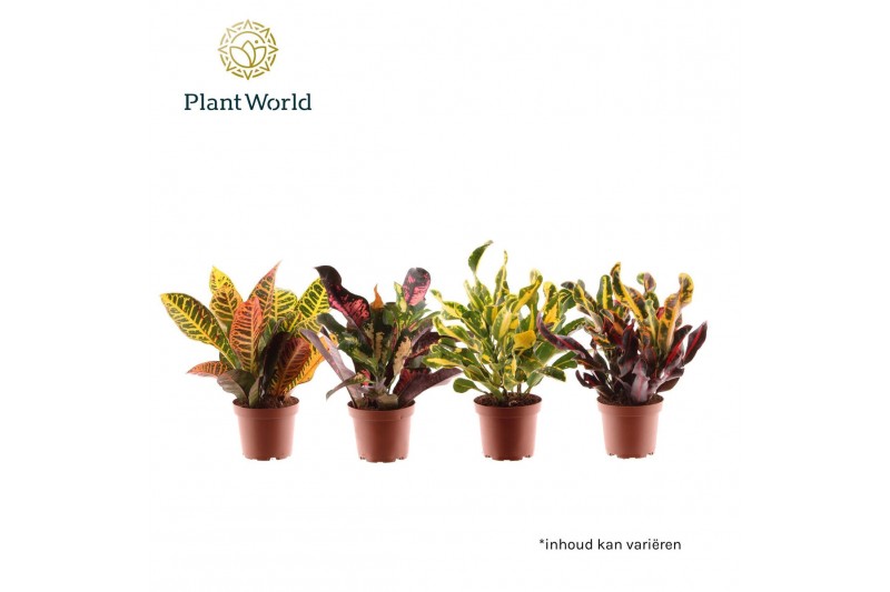 Codiaeum variegatum mix 3 soort Croton kopstek 3-5 pp gemengd 1 pp 