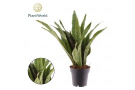 Sansevieria trifasciata Sansevieria Aubrytniana Dragon