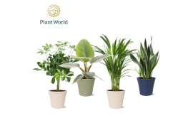 Kamerplanten mix Groenmix Jamaica in pot Coco collectie Top Blend 1 pp