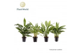 Aglaonema mix Aglaonema gemengd 2 pp