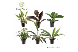 Philodendron Philodendron gemengd diverse soorten 1 pp